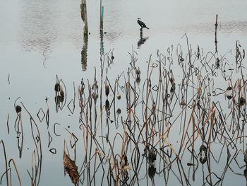 Flock of birds in lake