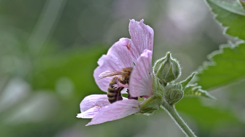 Close-up of bee pollinating on purple flower