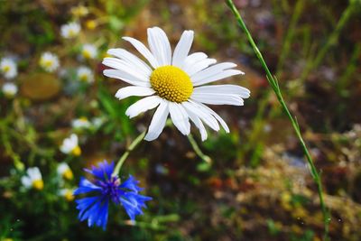 Close-up of purple daisy flower