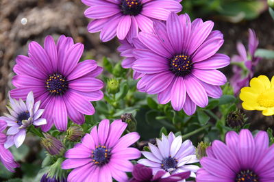 High angle view of purple osteospermum flowers blooming outdoors