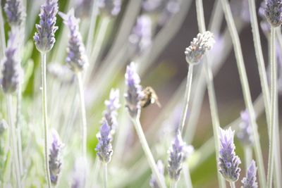 Close-up of insect on purple flowering plant