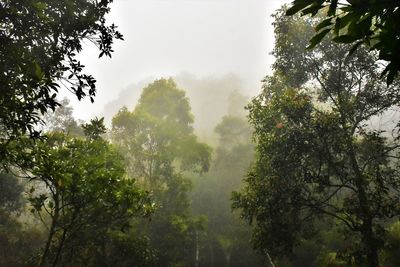 Trees in forest against sky