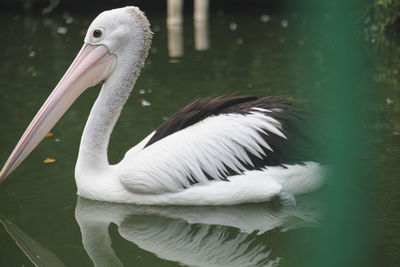 Close-up of pelican swimming in lake