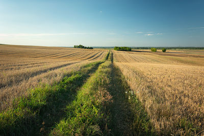 Scenic view of agricultural field against sky