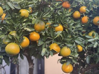 Close-up of oranges on tree