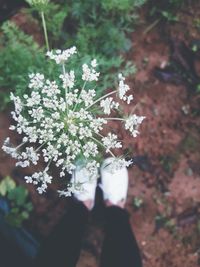 High angle view of flowers on plant