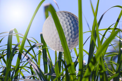 Close-up of golf ball on plant against sky