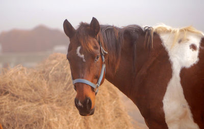 Horses on field