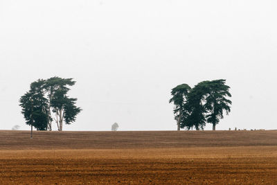 Trees on field against clear sky