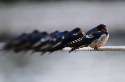 Close-up of birds perching on rope