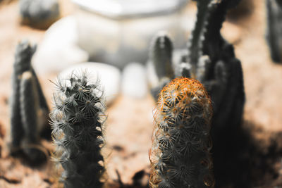 Close-up of cactus growing outdoors