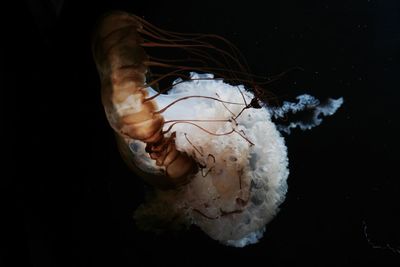 Close-up of jellyfish swimming in sea