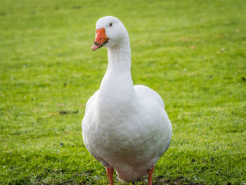 White duck on field