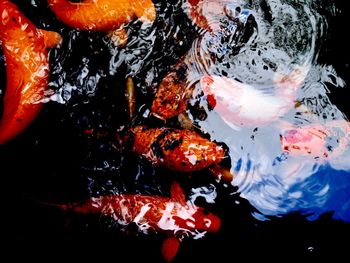 View of koi carps swimming in sea