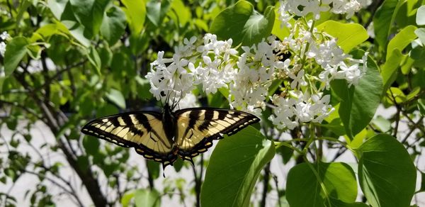 Close-up of butterfly pollinating on flower