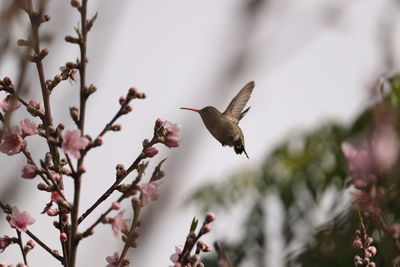 Bird flying in a flower