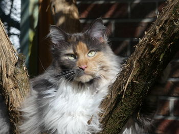 Close-up portrait of a cat