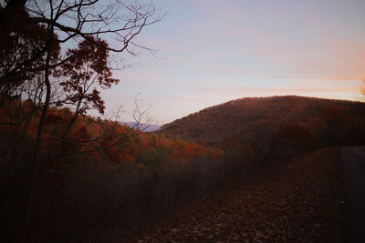 Scenic view of forest against sky during autumn