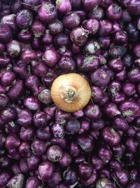 Full frame shot of blackberries