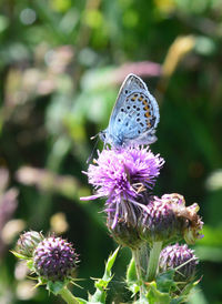 Close-up of butterfly pollinating on thistle