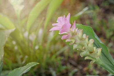 Close-up of pink flowering plant