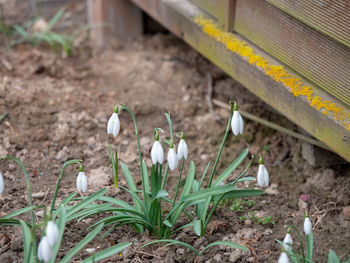 Close-up of white crocus flowers on field