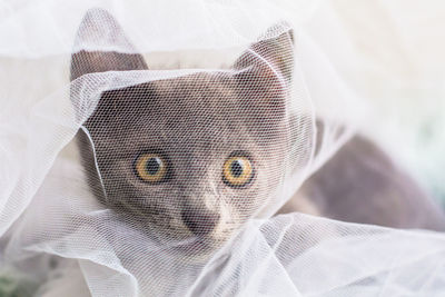 Close-up portrait of a cat