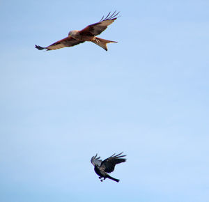 Low angle view of birds flying in sky