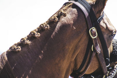 Close-up of brown horse