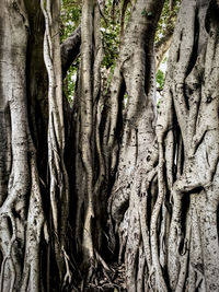 Close-up of tree roots in forest