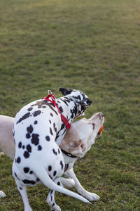 Dog on grass