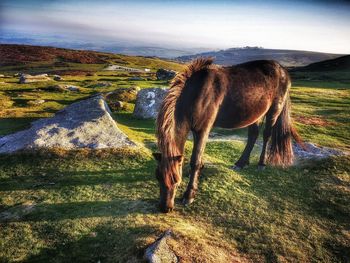 Horse grazing in a field