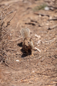 Close-up of lizard on field