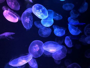 Close-up of jellyfish in sea