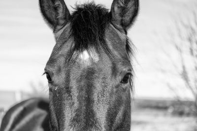 Close-up portrait of a horse