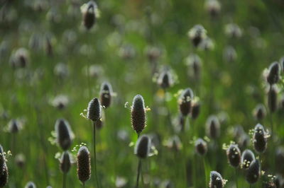 Close-up of flower buds growing on land