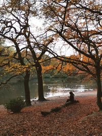 Trees in park during autumn