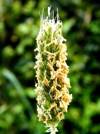 Close-up of fresh green plant