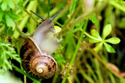 snails and slugs