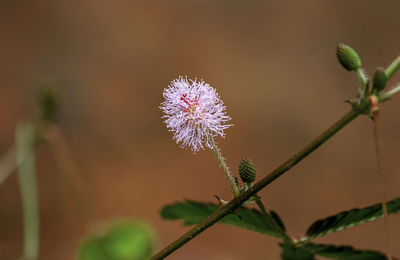 Close-up of flowering plant against blurred background