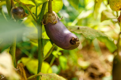 Close-up of ladybug on plant