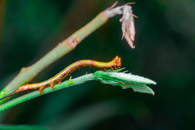 Close-up of insect on leaf