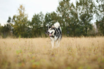 Dog running in a field