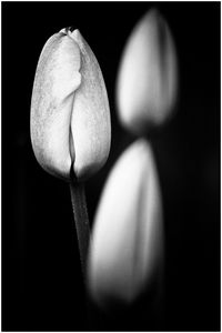 Close-up of glass over black background