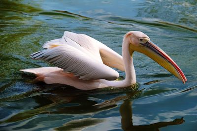 Close-up of pelican swimming in lake