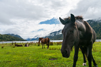 Horses grazing in a field