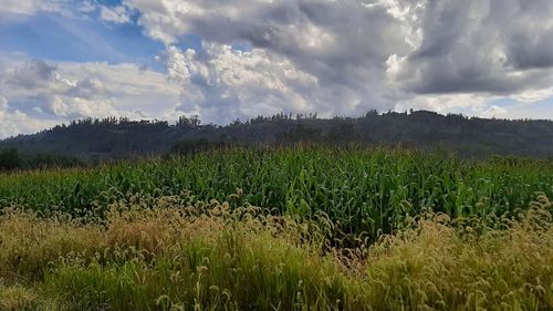 Scenic view of agricultural field against sky