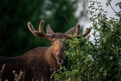 View of deer on plant