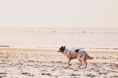 View of dog walking on beach