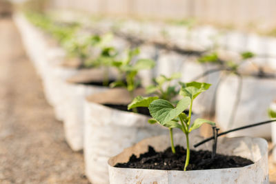 Close-up of potted plant